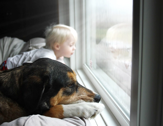 Un niño pequeño y un perro mirando por la ventana